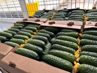 Огурец тепличный колючий короткоплодный Бъёрн