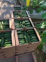 Тепличный Огурец ТСХ