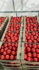 Томат розовый тепличный