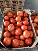 Томат среднеплодный круглый красный